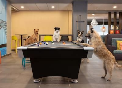 hampton cat friendly|Hampton Inn .